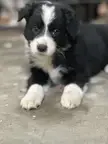 Bringing home our 8 week old Australian shepherd tomorrow