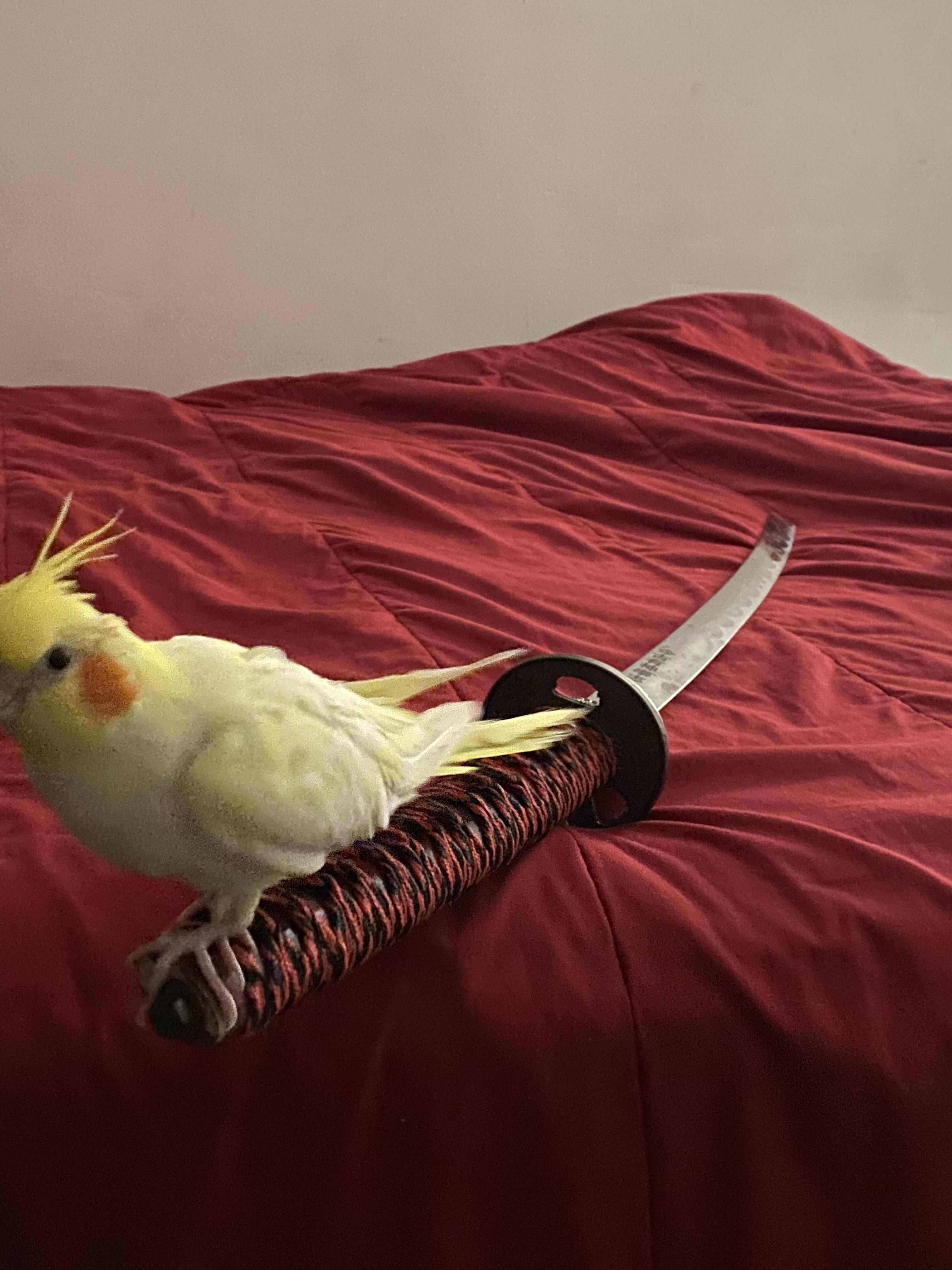 Cute cockatiel bird perched on a katana sword resting on a red bedsheet in a bedroom