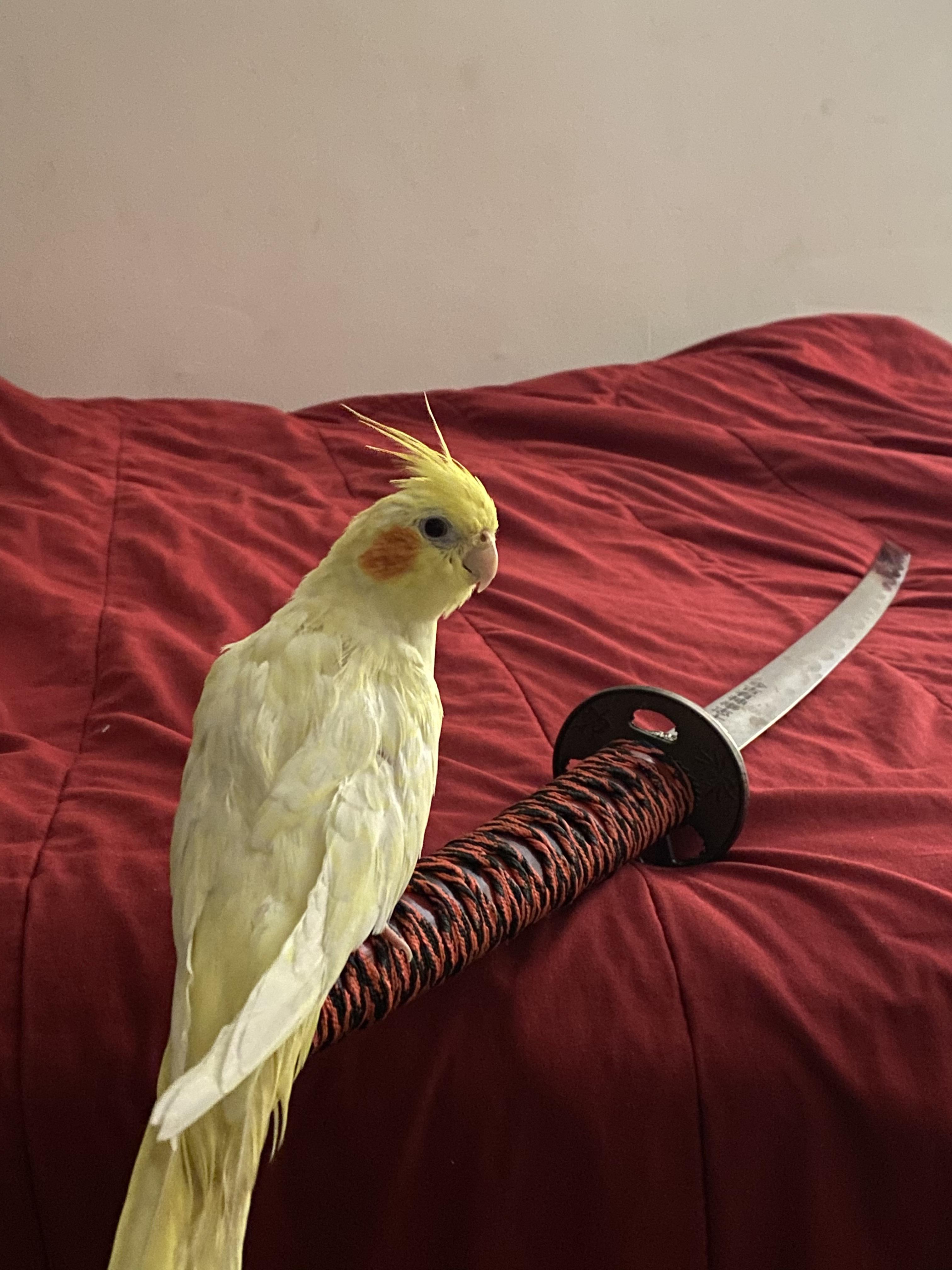 Cute cockatiel bird perched on a katana sword resting on a red bedsheet in a bedroom