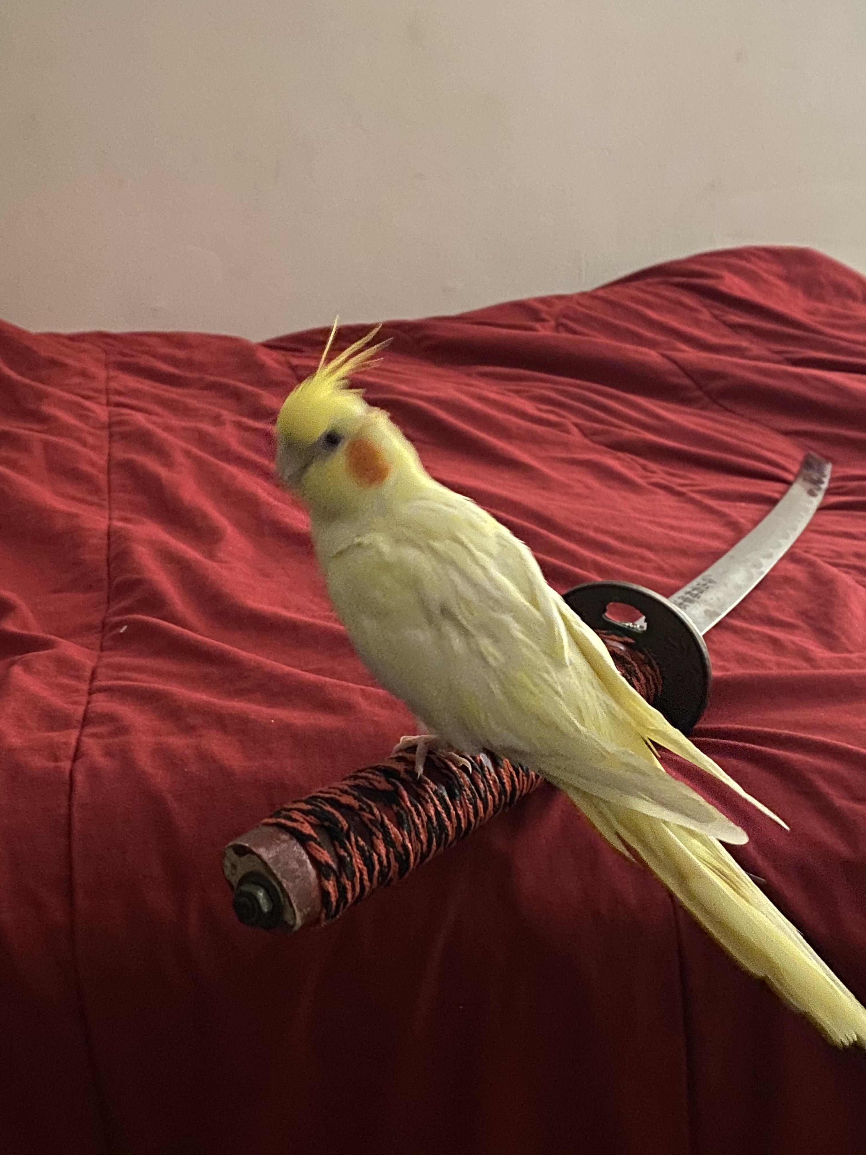 How am I supposed to put her in the cage now?
