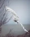 Snowy owl
