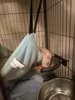 Stink boy Alfie fell asleep literally in the middle of his meal ❤️