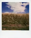 This hill gives strong Windows XP wallpaper vibes. SX70.