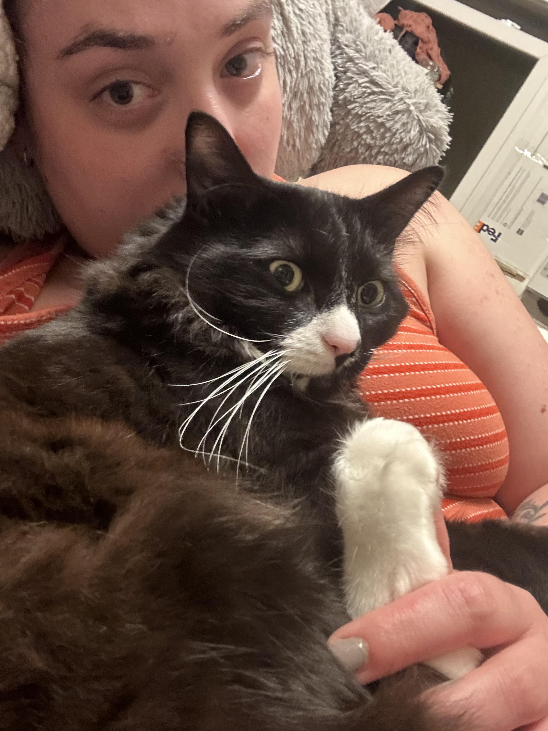 What are your cats peculiarities? When Crowley decides we are allowed cuddles, we have to hold his back feet.