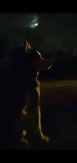 Happy Howl-o-ween!
