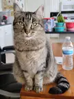 Miss Kitty, a cute brown tabby cat sitting on a wooden table next to a bottle of purified water in a kitchen.