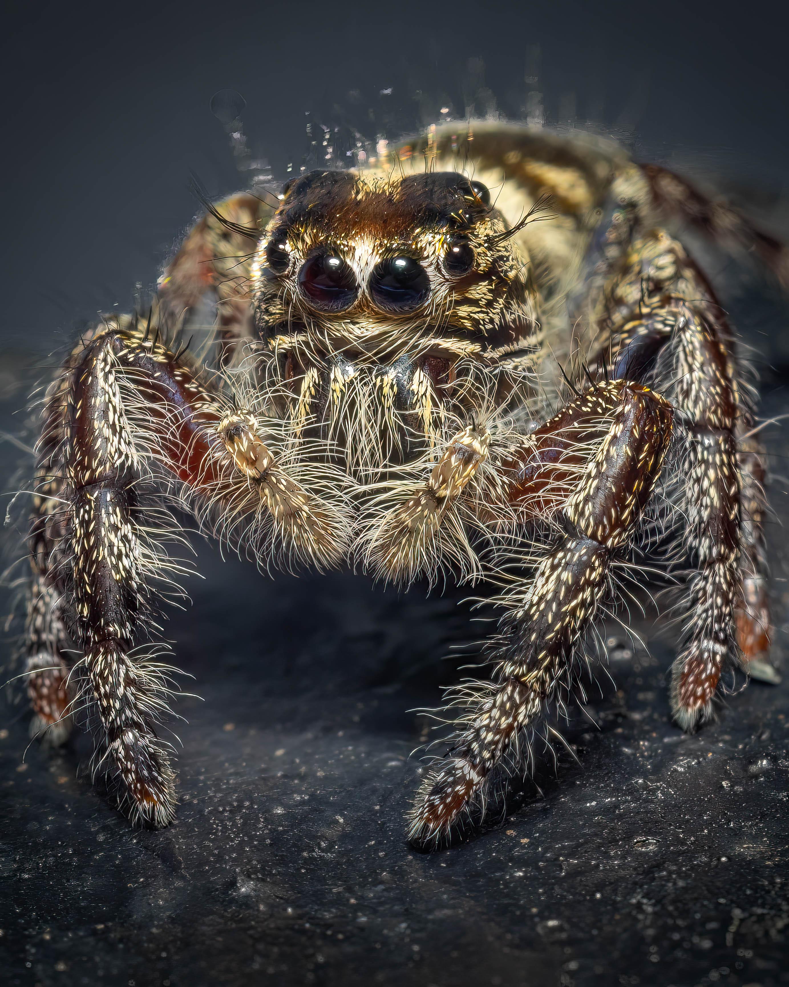 one of my cleanest non stacked images of a jumper. click for details.