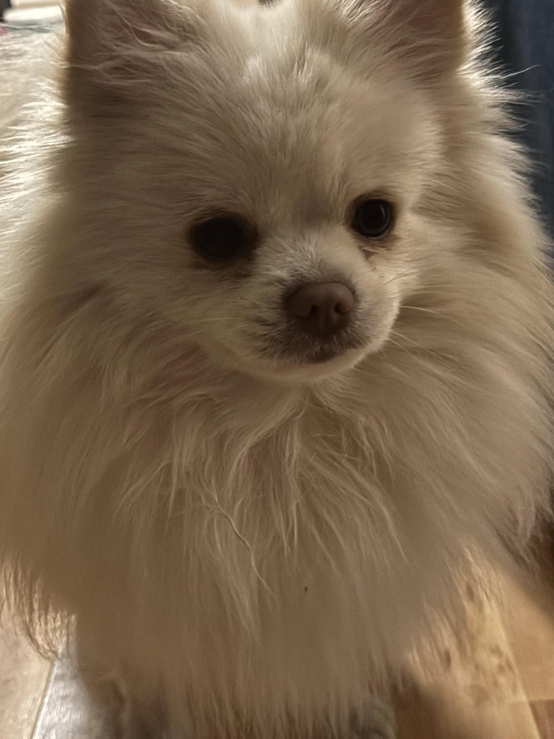 Pomeranians