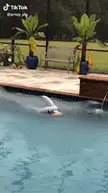 Cute Swimming Piggy