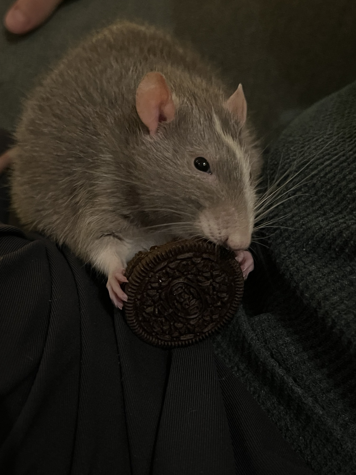 My most evil rat (chronic nipple biter) has heart tumors and I am devastated, spoiling him as much as possible, looking for suggestions for best treats ever