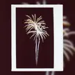 fire palm