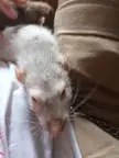 RATS