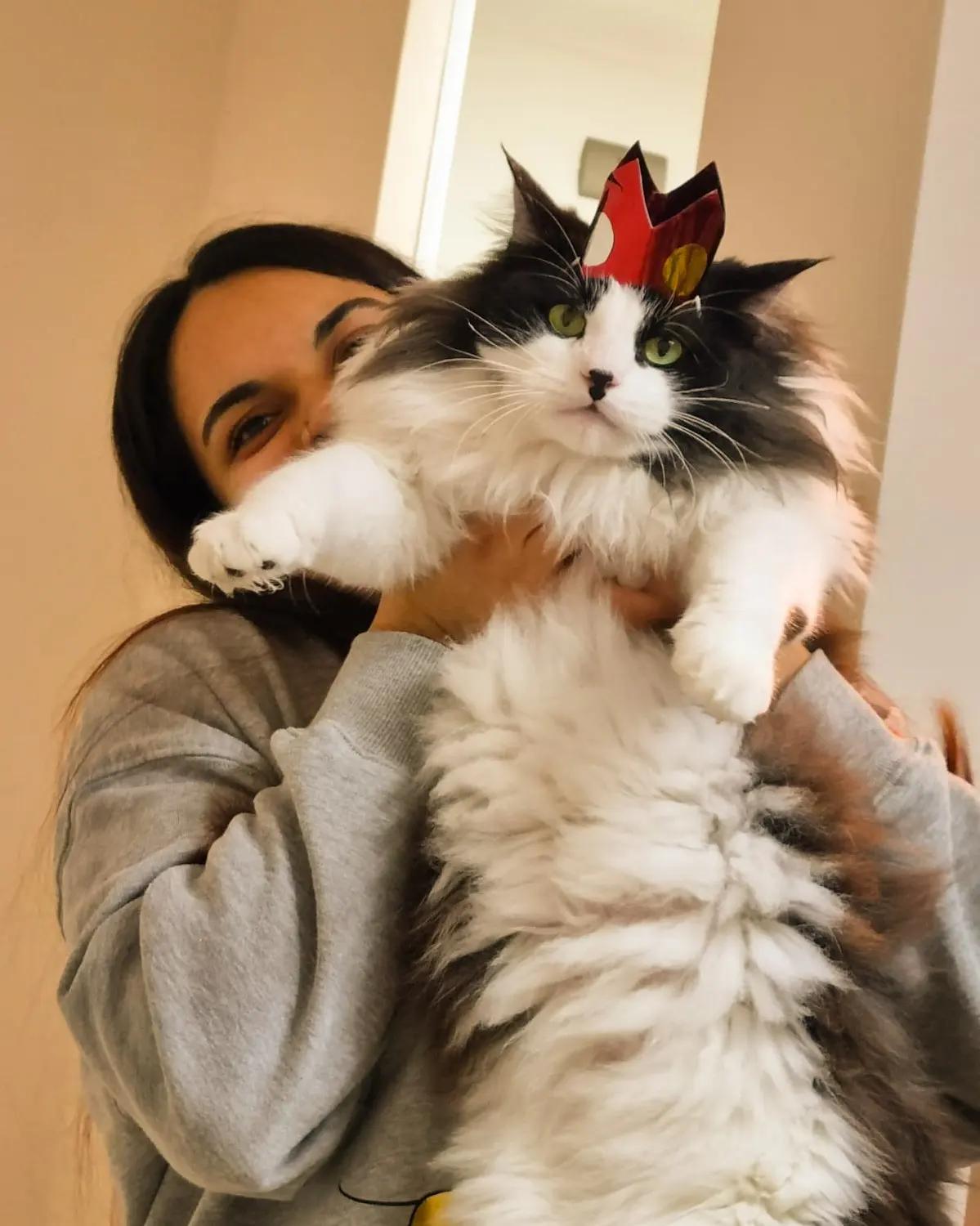 My little fluffy baby ❤️ Chimuelo Jesus ❤️the king of the house (Behind you can see his human slave)