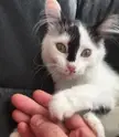 catsarealiens