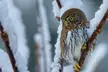 Frosty Pygmy [OC][BC]