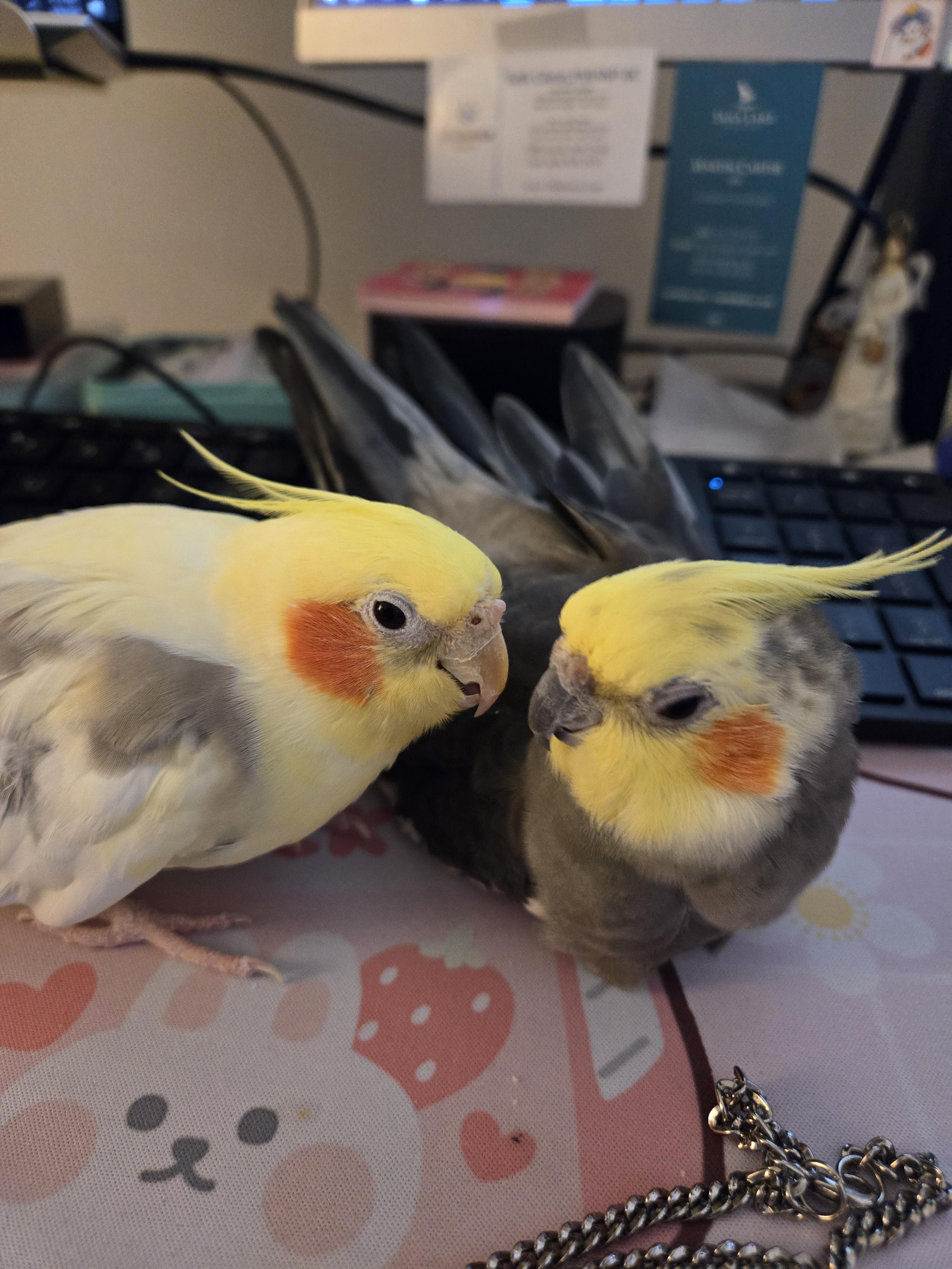 Office assistants