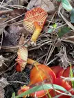 Scarlet Waxcaps?