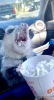 You can say Louie the Opossum likes his…”pup cup” from Dunkin’Donuts