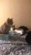 He tried to stop her but the trap was irresistible.