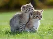 Purrpect pic