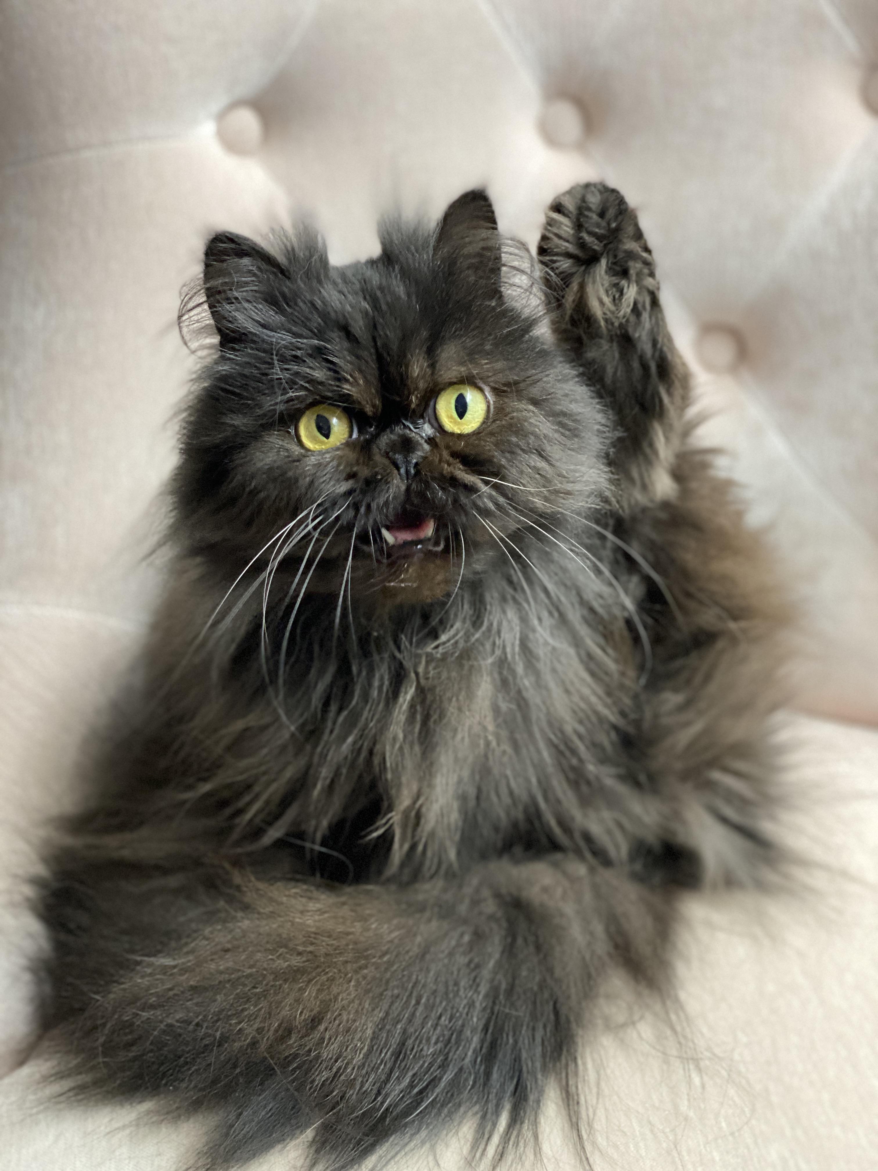 Describe your cat in two words…Pocket Lint