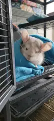 Waking up for an oat