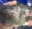 Scabs on my rats face and neck?