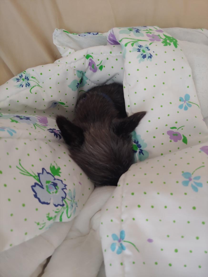 Cutest Little Black Void