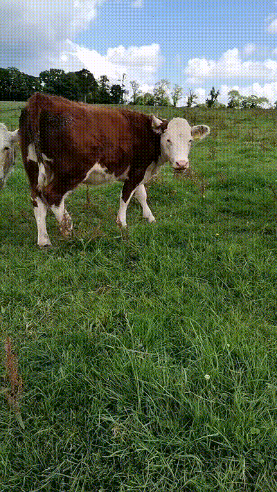 Whenever this heifer notices me, she walks over for a scratch! She has always been very friendly with me.