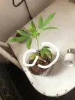 Good guys, who can help me? What's going on? I threw a prem seed, it worked fine, but two days ago these spots appeared on the leaf and some of them withered 😭😭😭😭 first cultivation help