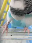 “Look at mah… Sexy Legz”-Says the birb