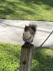 Squirrel with a biscuit