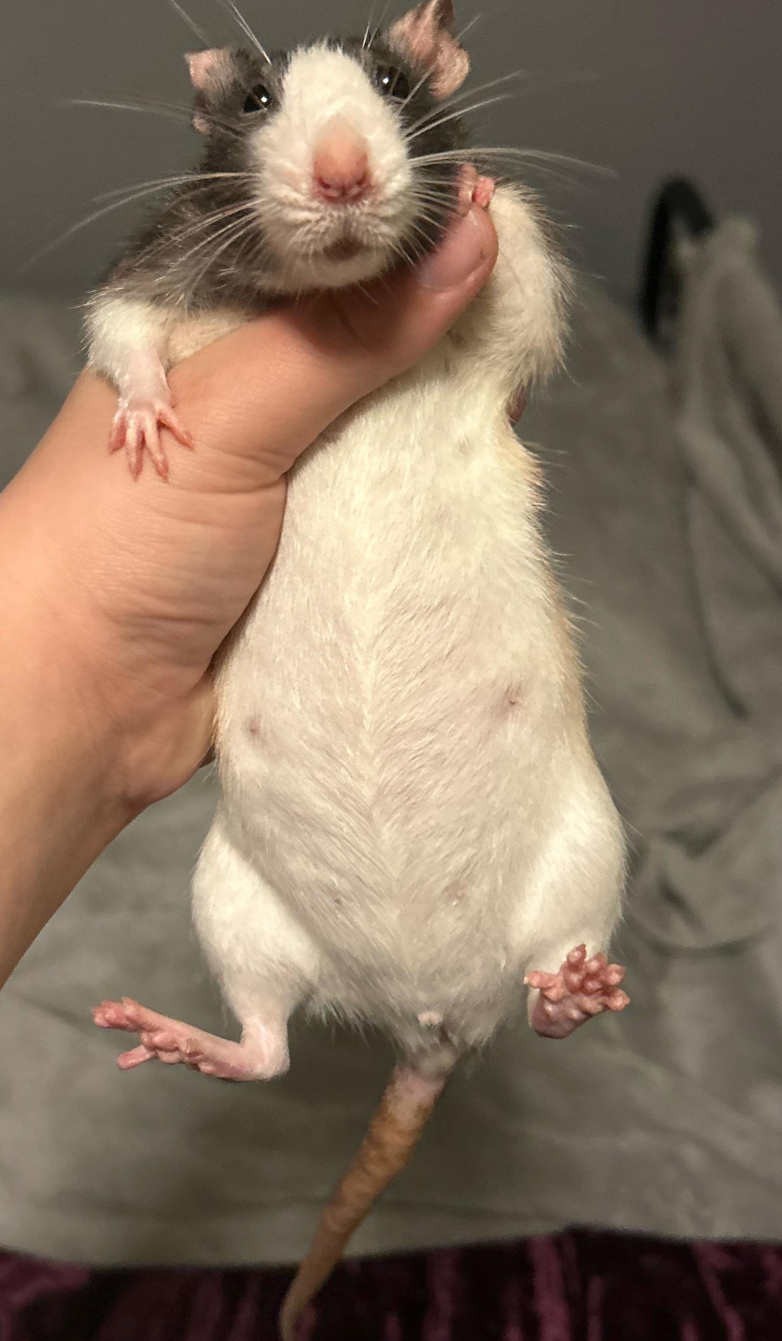 is my rat pregnant??😭