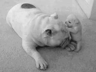 A small kitten playfully pounces on and rolls around with a large white bulldog lying on a carpeted floor.
