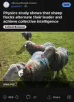 Sheep physics