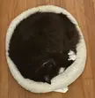 Jack loves his bed