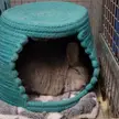 before we adopted him, mushu never had a hide or a bed, so now he makes the most of it 🥺❤️