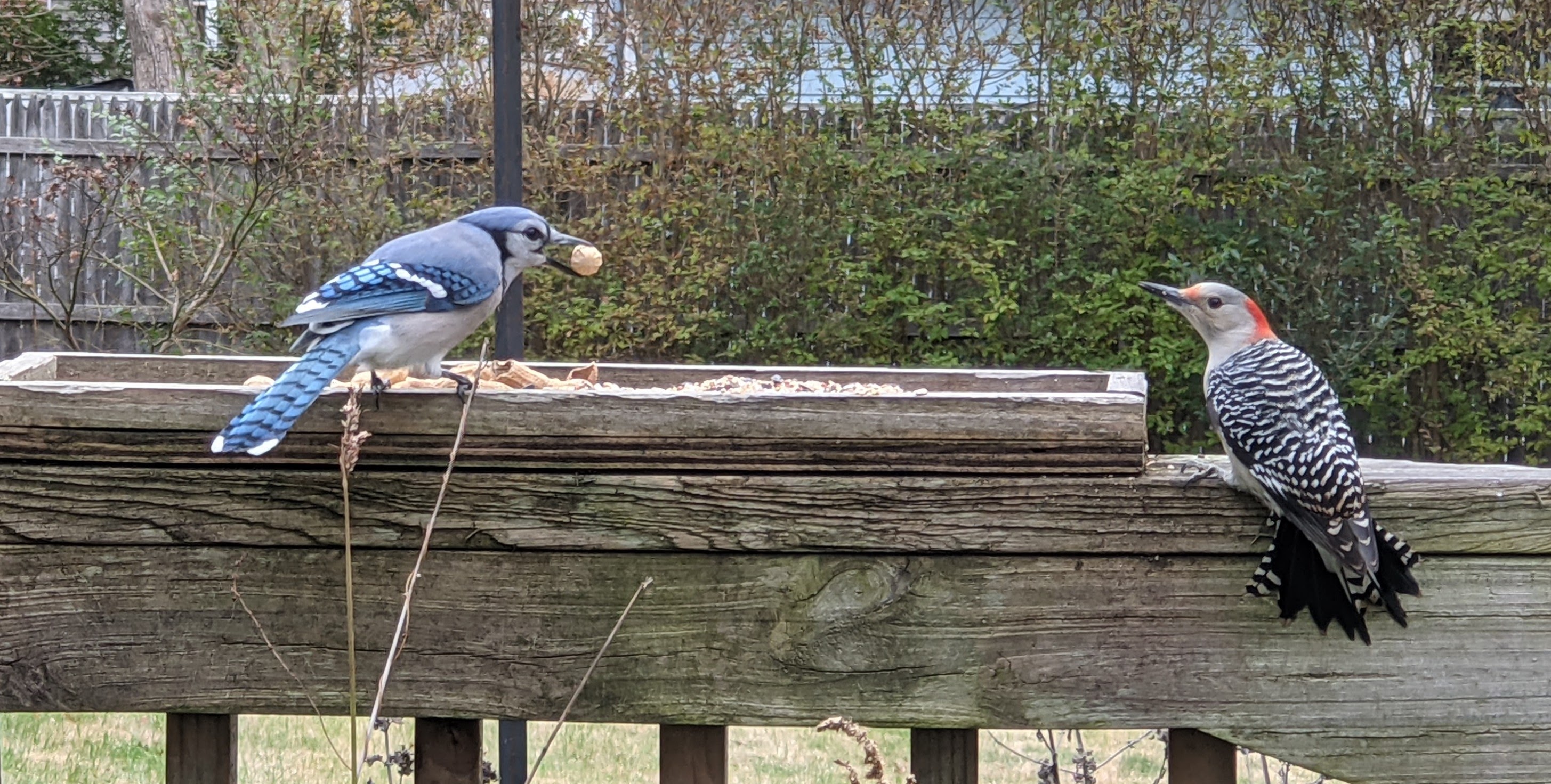 The Peanut Wars