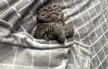Cozy Luna enjoying a purr-fect nap under the tucked