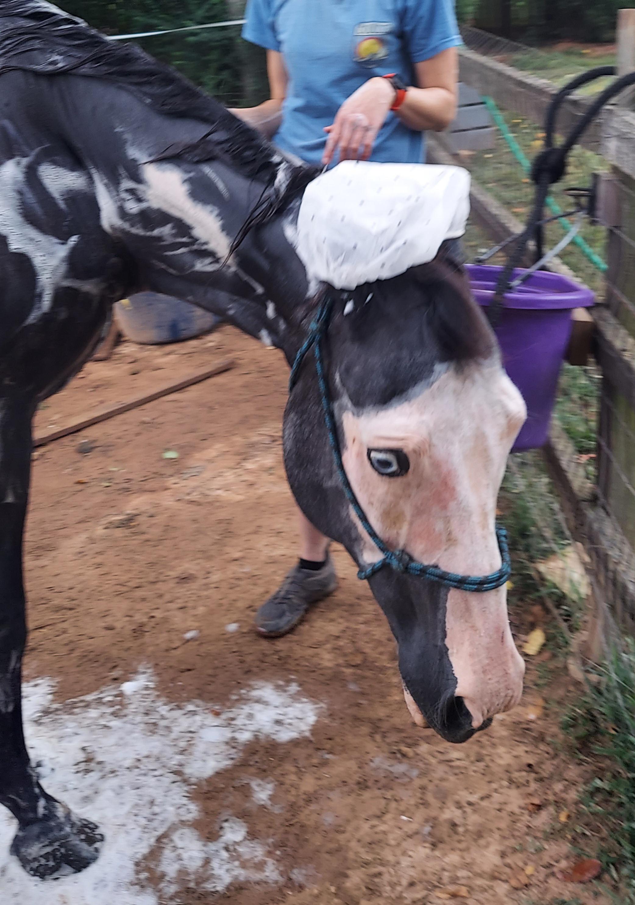 I see your horse being a doofus and raise you my horse in a shower cap! [OC]