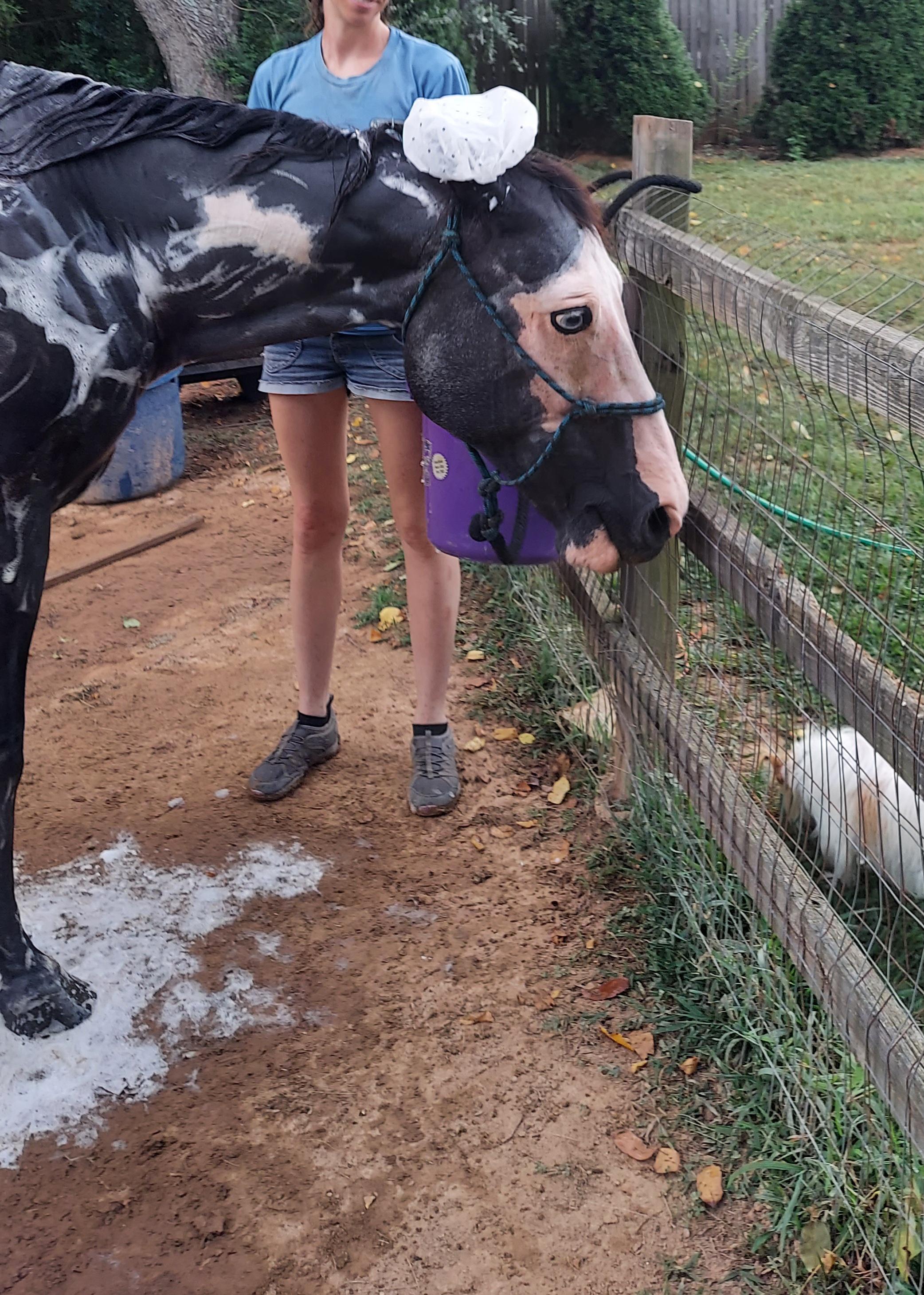 A black and white horse wearing a white wrap like a shower cap, standing by a person in a blue t-shirt and denim shorts.