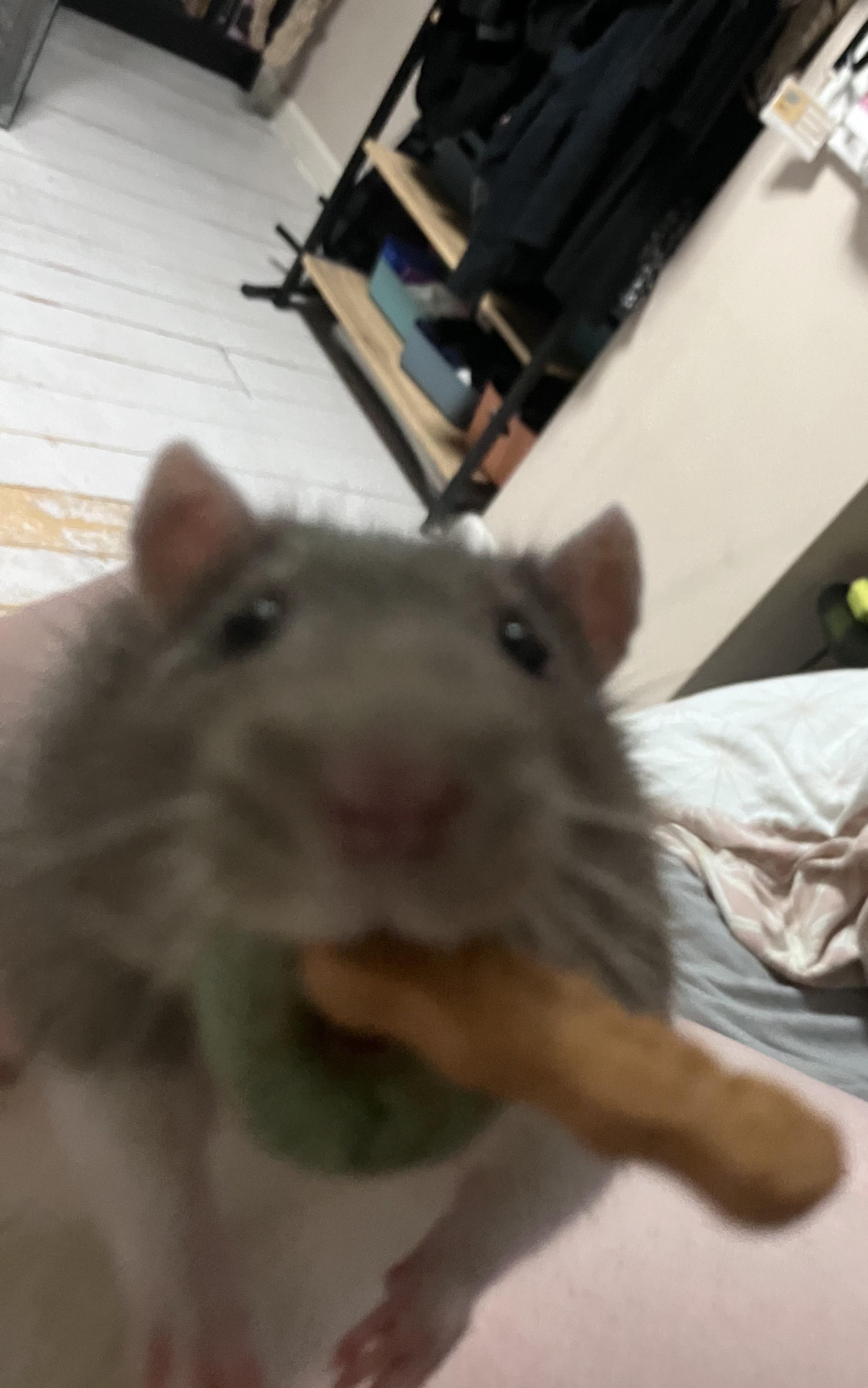 Moving a baby rat in | Scrolller