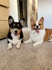 2 happy potatoes 