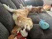 Sleepy Old Derps