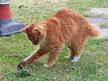 Cat caught mid mouse slap!!