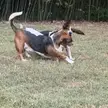 Autumn action