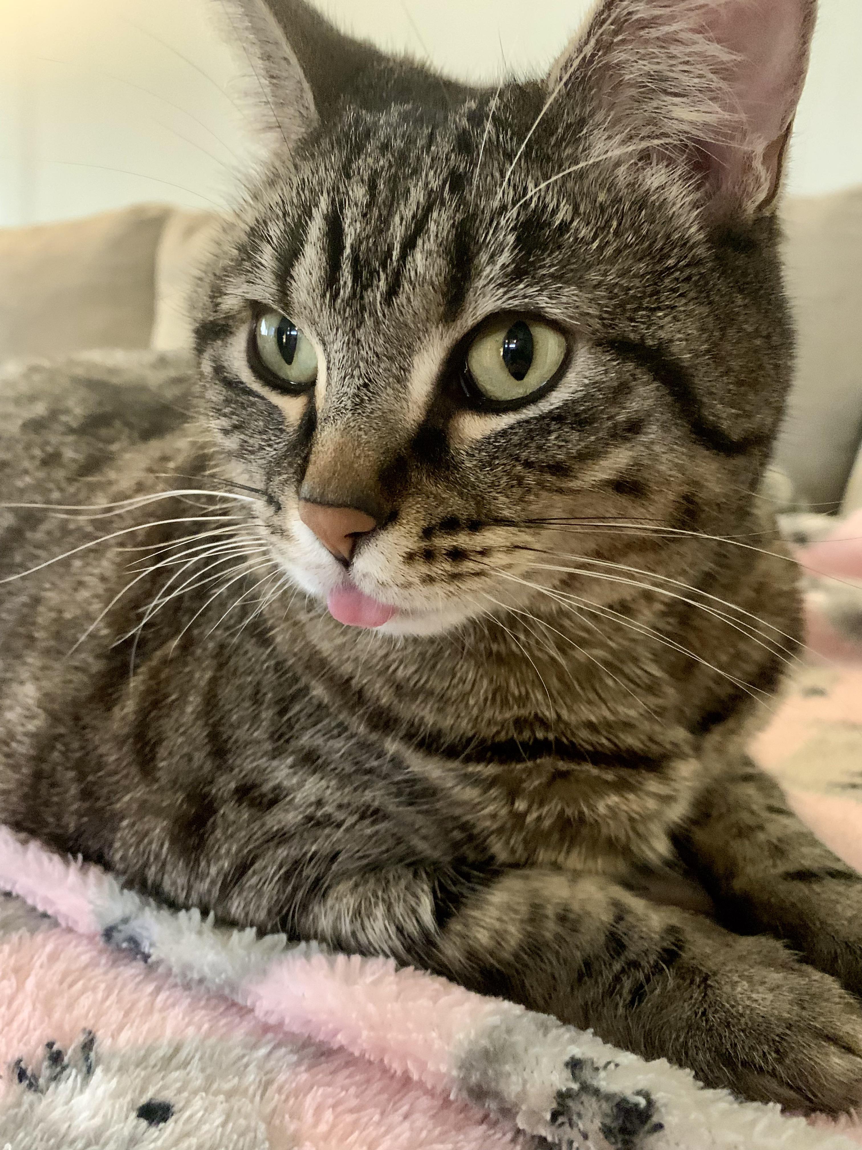 Pre-work motivational blep