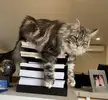 Bigelow’s file divider dangle