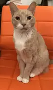 The Glory of the Elves Upon His Throne