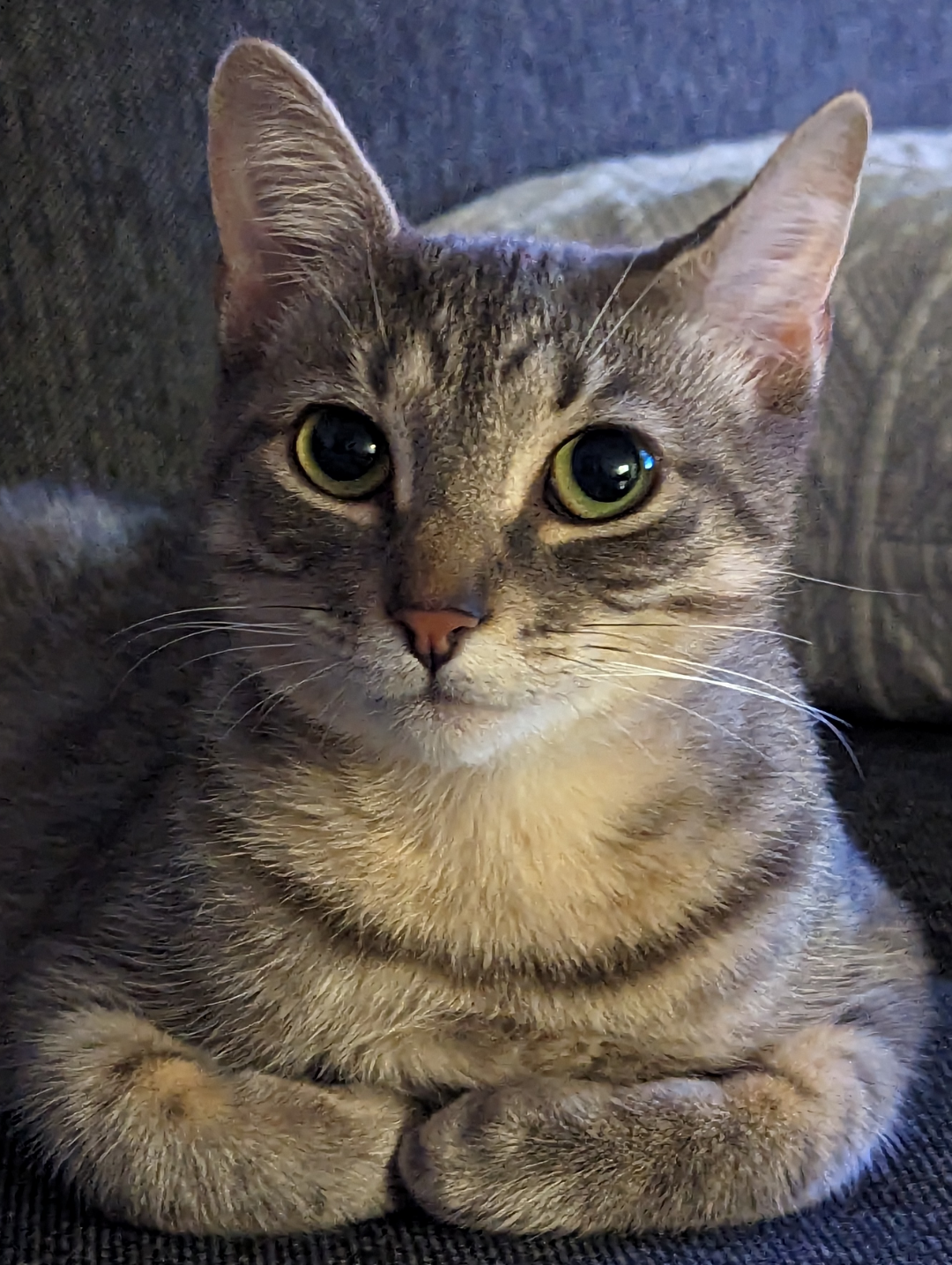 Just adopted this sweet girl. Reddit, meet Lily!